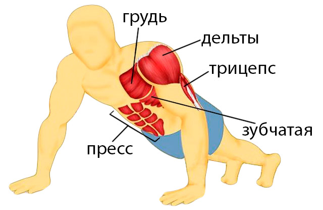 Что будет, если отжиматься каждый день | Спортивный портал malino-v.ru